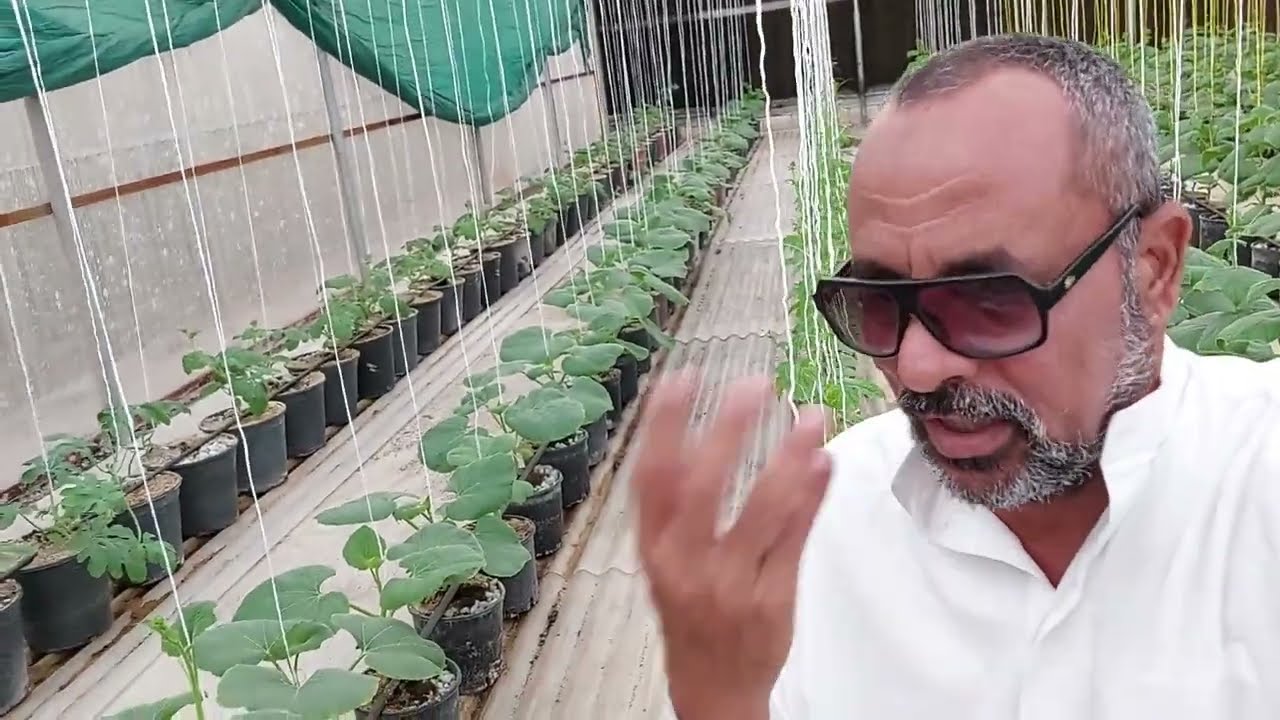 تقليم وتسميد ومكافحة أمراض الخيار فى الأصص. فدىو ولا أروع الأسبوع الثالث من الزراعة..