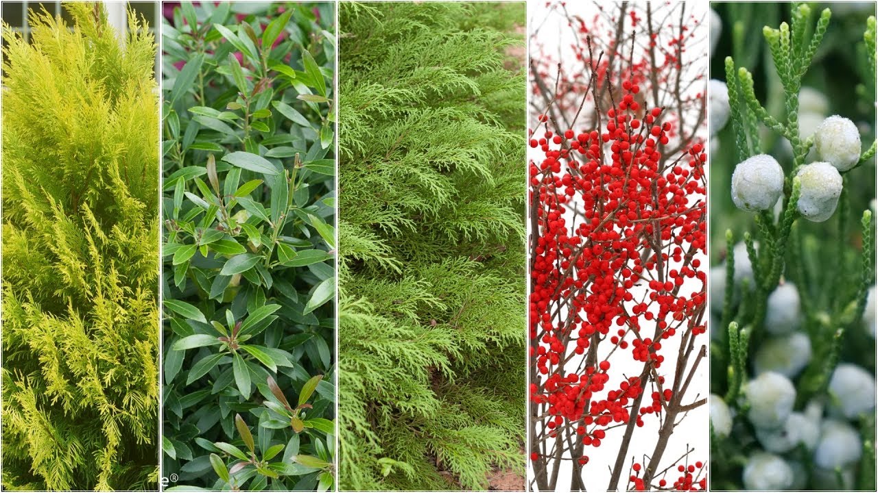 5 Best Plants for Winter Interest | Proven Winners® Year-Round Garden Color