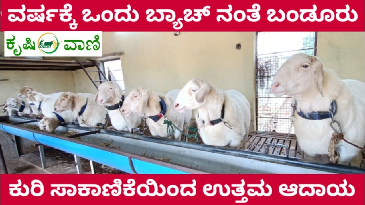 ಕುರಿ ಸಾಕಾಣಿಕೆಯಲ್ಲಿ ಬಂಡೂರು ಕುರಿ ತಳಿ ಇಂದ ಉತ್ತಮ ಆದಾಯ | Sheep Farming | Kuri sakanike | Bandur Sheep |