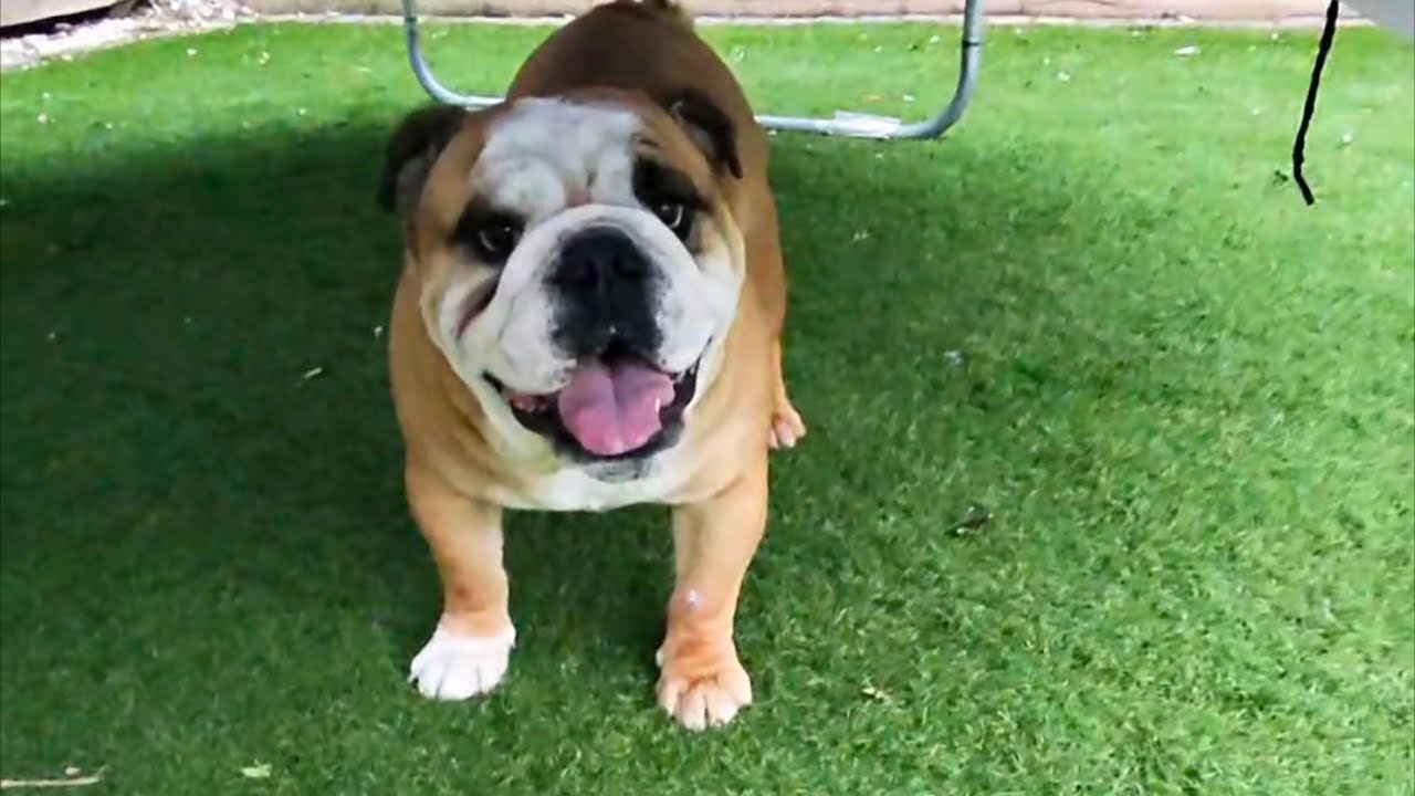Forget PureGym – join PawGym. Unlimited cardio … but the catch is you’ve gotta keep him for a month!
