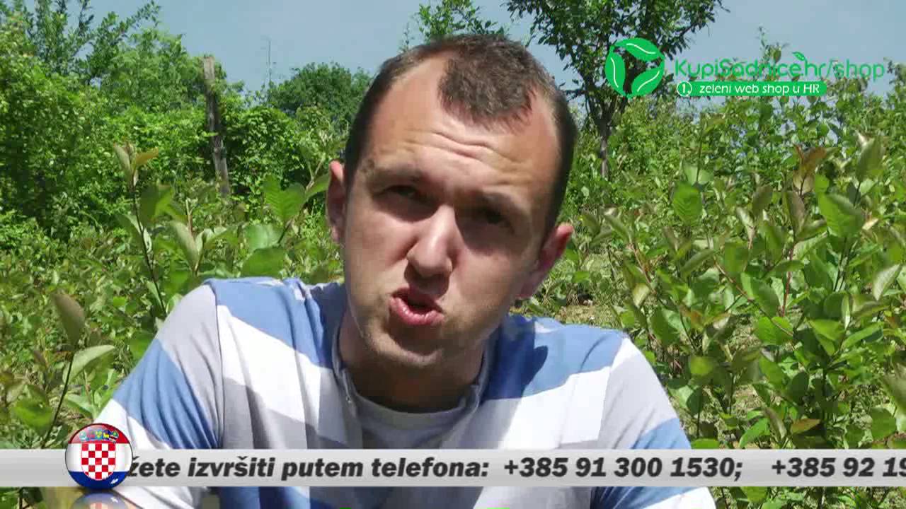 Aronija Okanović - Gornja Tuzla