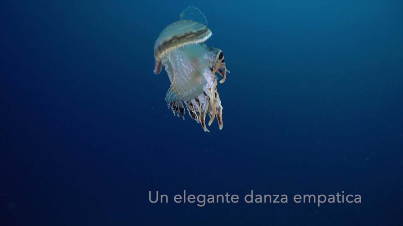 La danza del Tethys