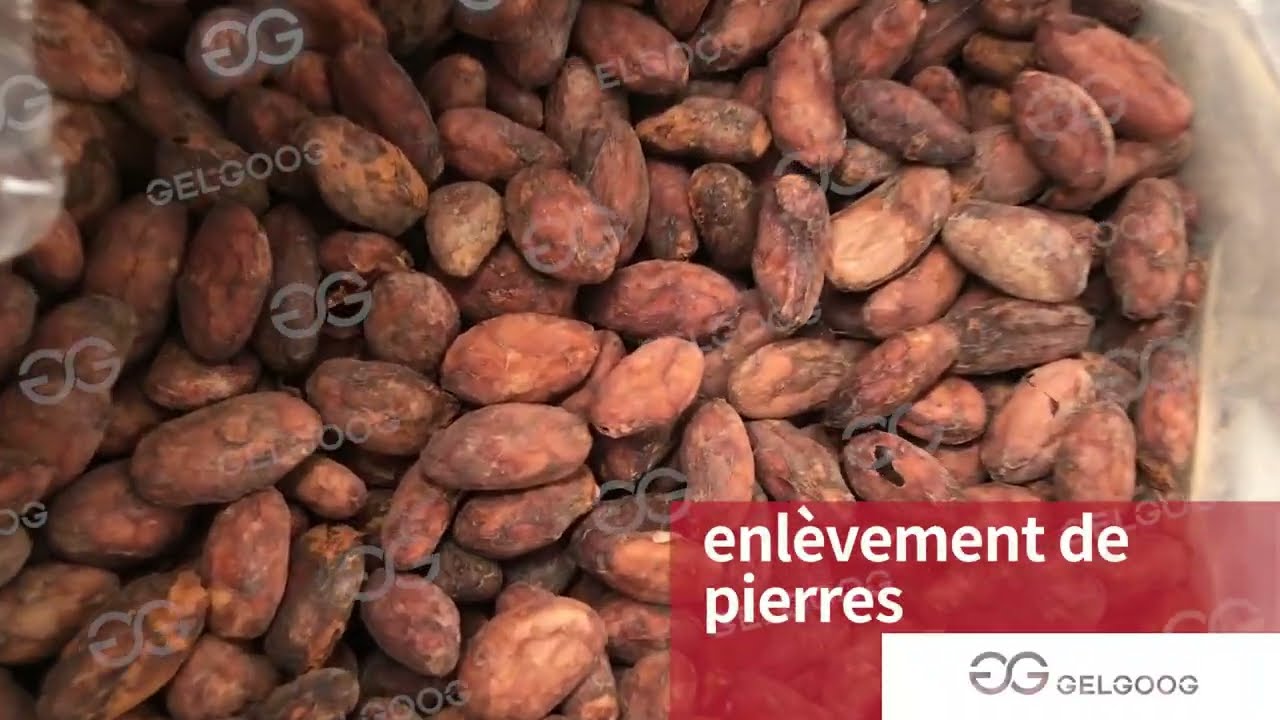 Ligne de production de poudre de cacao de A à Z