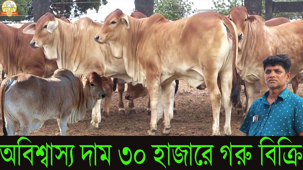 অবিশ্বাস্য দাম ৩০ হাজারে গরু বিক্রি ! হাঁস মুরগী ও ডিম বেচা টাকাই আজকে গরু পাবেন জাকির ভাইয়ের কাছে