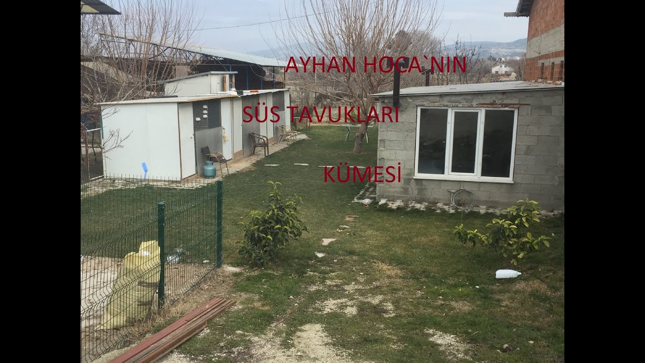 HOCAMIN MUHTEŞEM SÜS TAVUKLARI ÇİFTLİĞİ