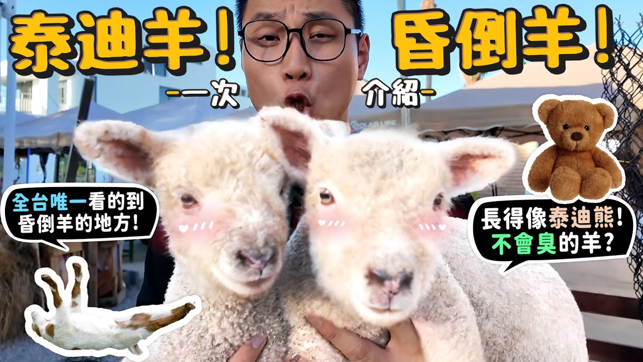 重發【從零開始養】昏倒羊+泰迪羊!全台唯一有昏倒羊的地方!得像泰迪熊的羊?超小綿羊?德爺會羨慕?美國人養來當寵物?昏倒羊對肌肉僵直症有貢獻?【許伯簡芝】Fainting goat