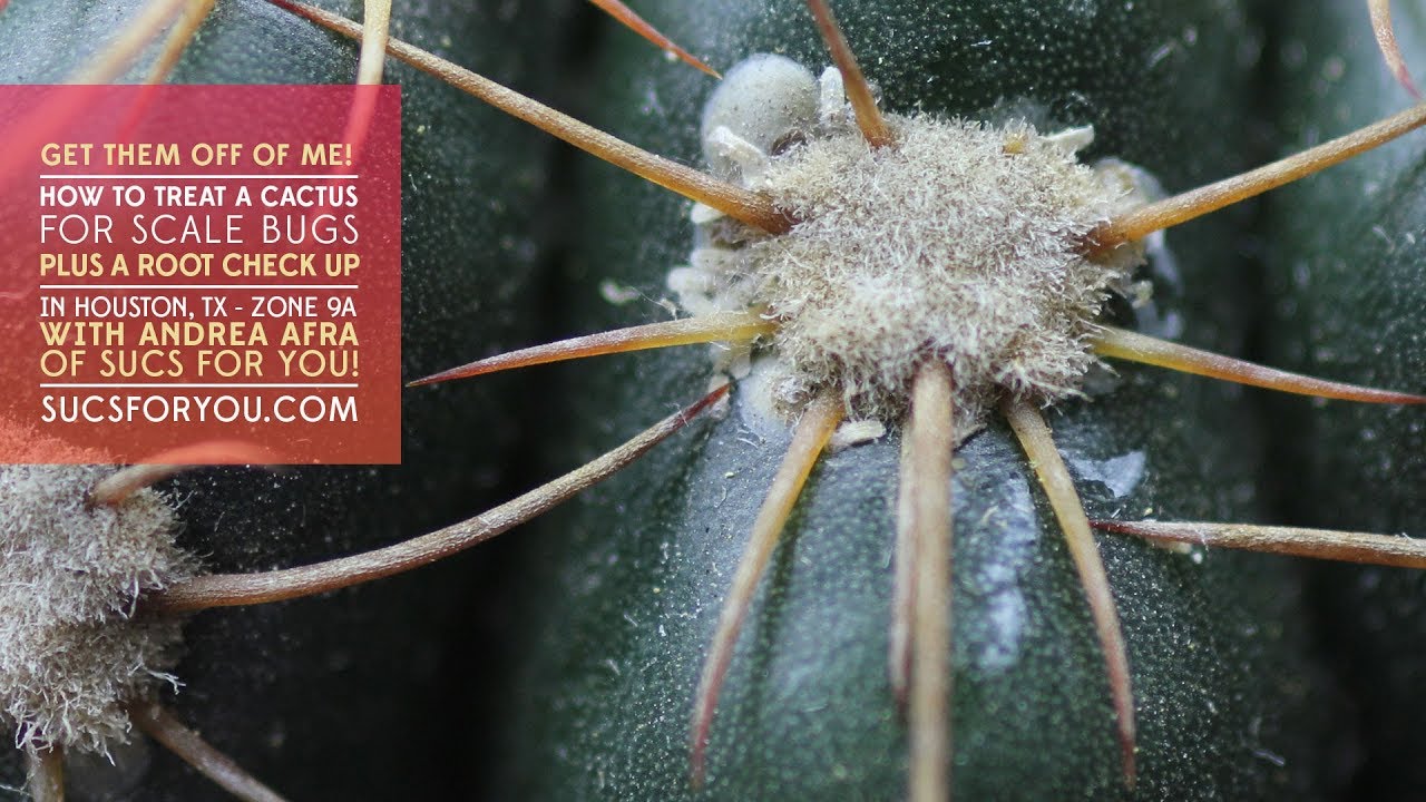 How to Treat a Cactus for Scale Bugs