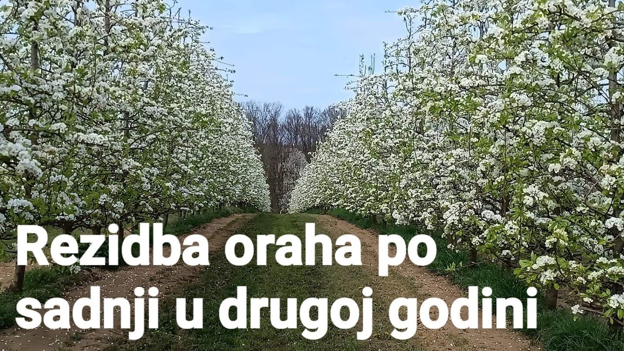 Rezidba oraha po sadnji u 2 godini,sistem za navodnjavanje, drenaža