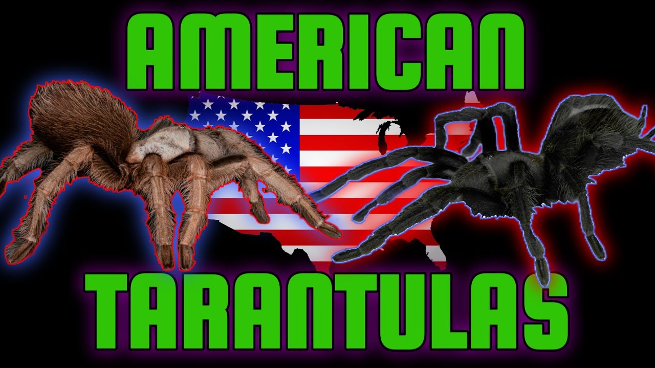 Top 5 AMERICAN Tarantulas! Biggest Spiders in the USA?