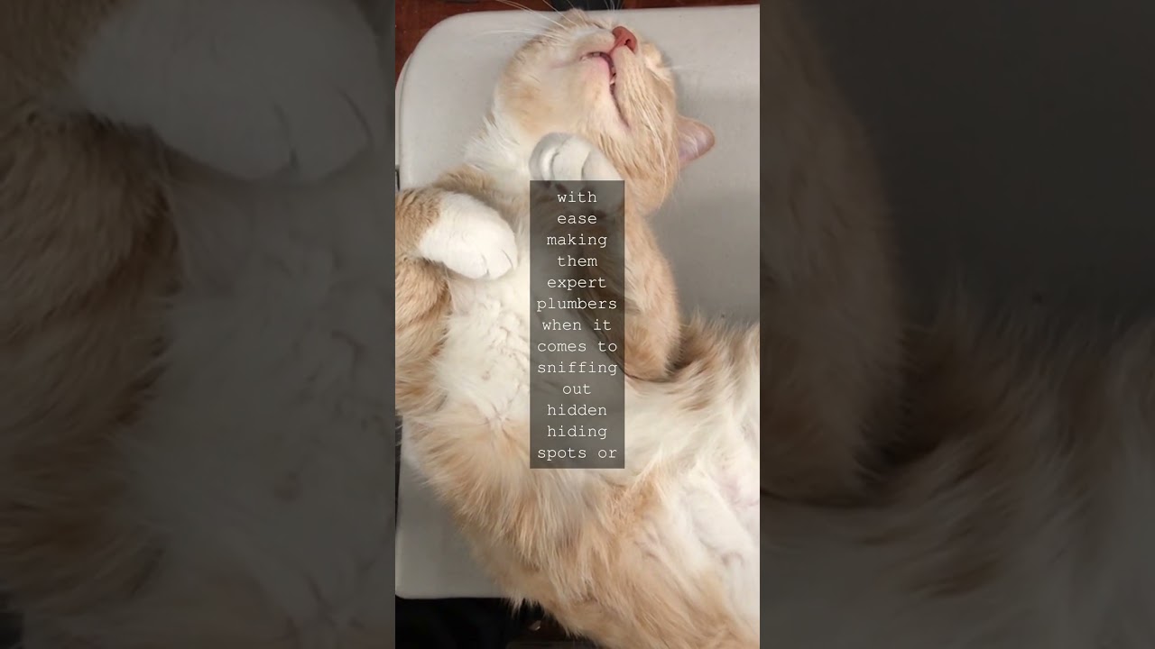 The Whiskered Wonders How Cats Unique Anatomy Allows Them to Slip Through Tiny...