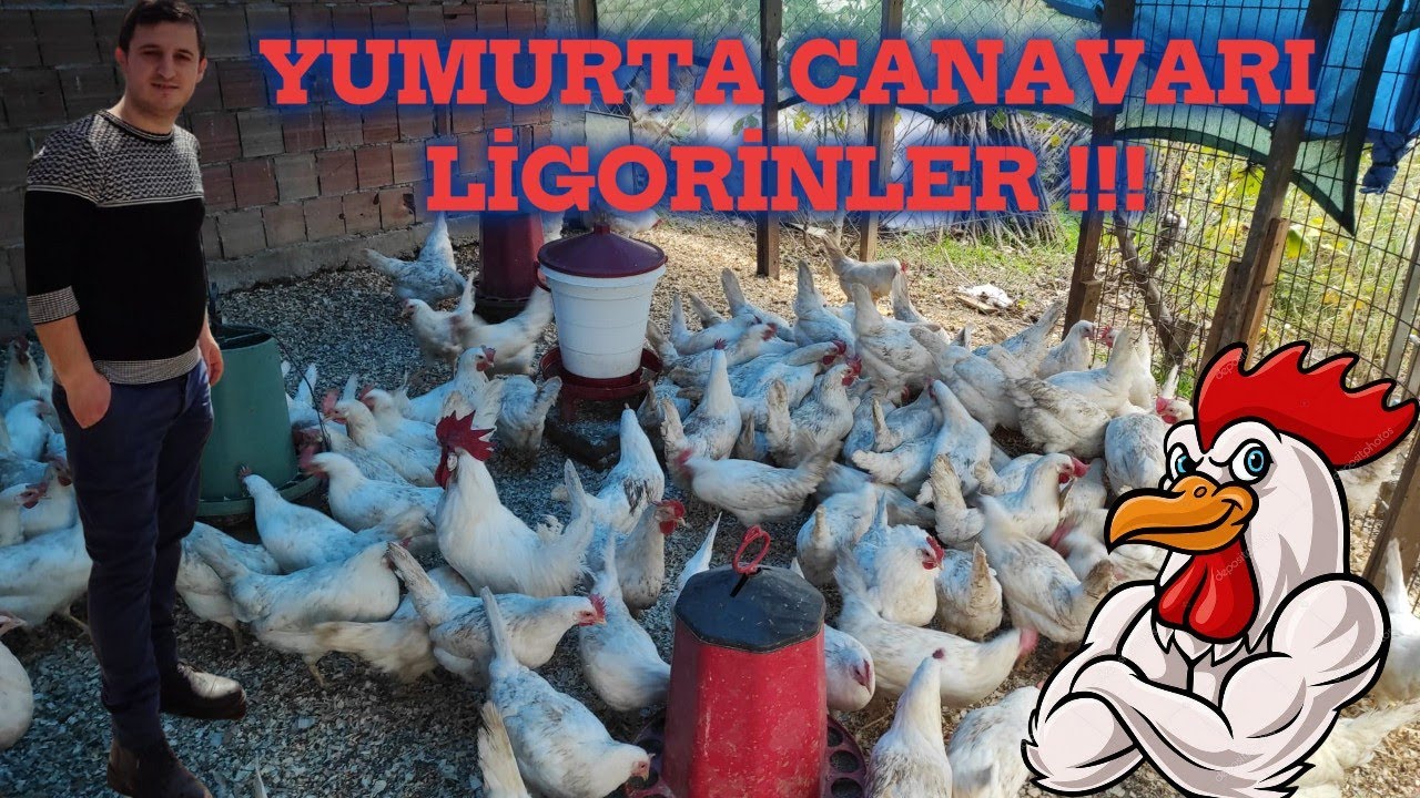 130 TAVUK AYDA NE KADAR PARA KAZANDIRIR?! #tavuk #ligorin #koyun #keşfet #fyp #kuzu