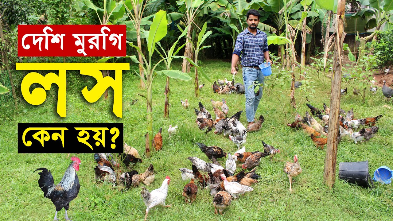 দেশি মুরগির মাংসের জন্য লস কেন হয় ? প্রাকৃতিক পদ্ধতিতে দেশি মুরগি পালন | Desi murgi khamar