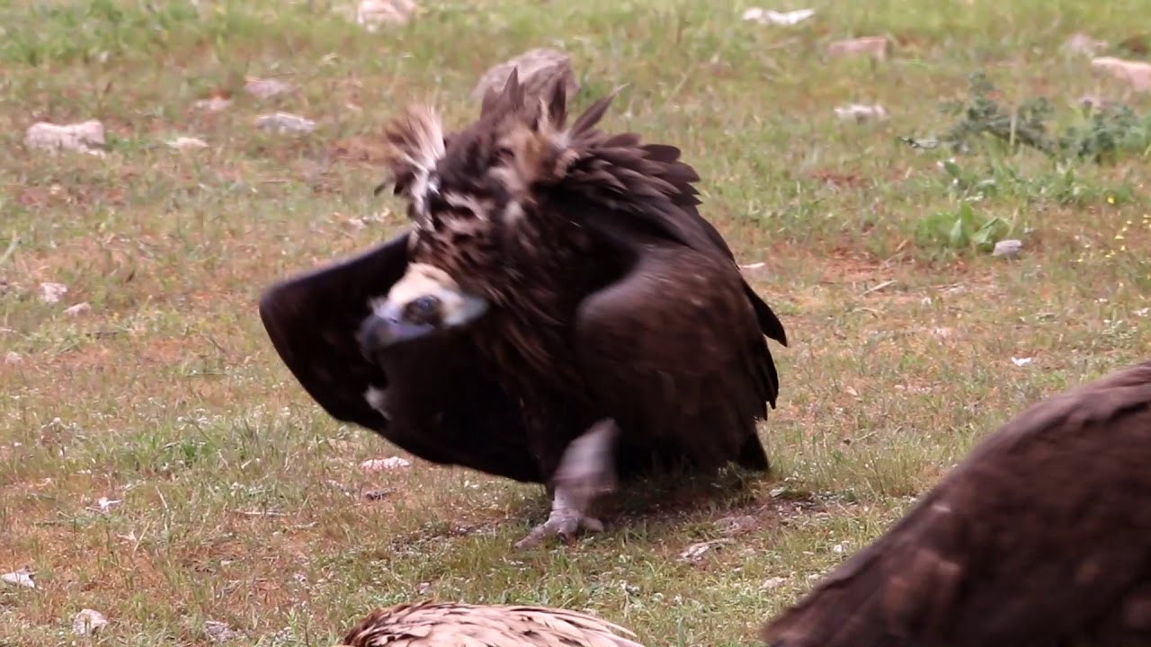 Eurasian Black Vulture (Aegypius monachus) aggresive walk