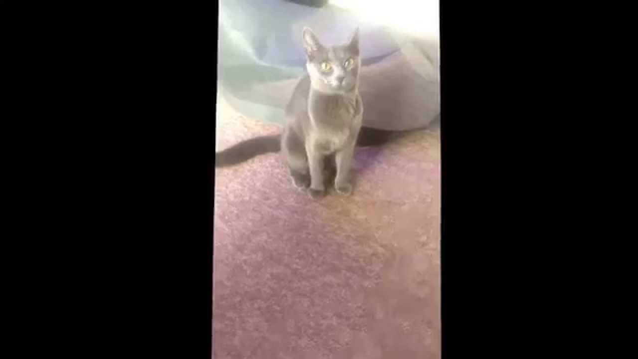 Cat obeying sit command