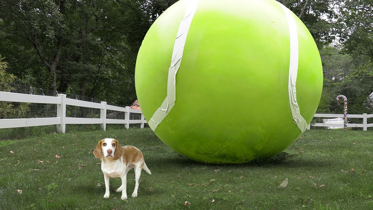 What Happens When This Dog Gets a GIANT Tennis Ball?