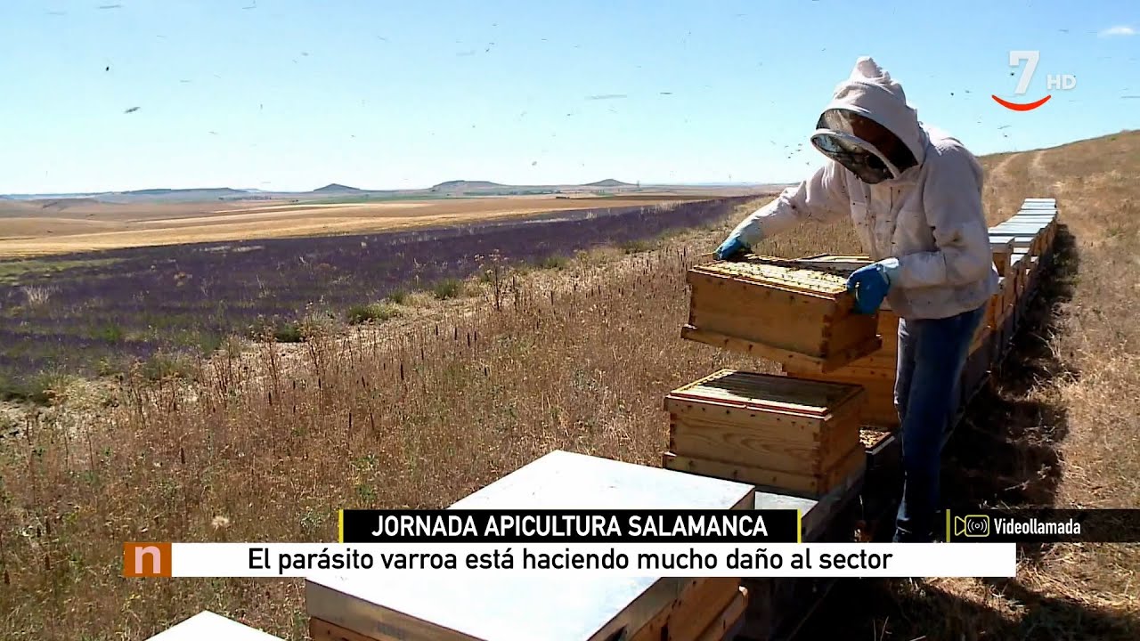 El campo al día (29/11/2023): La apicultura se reúne en Salamanca para arreglar el sector