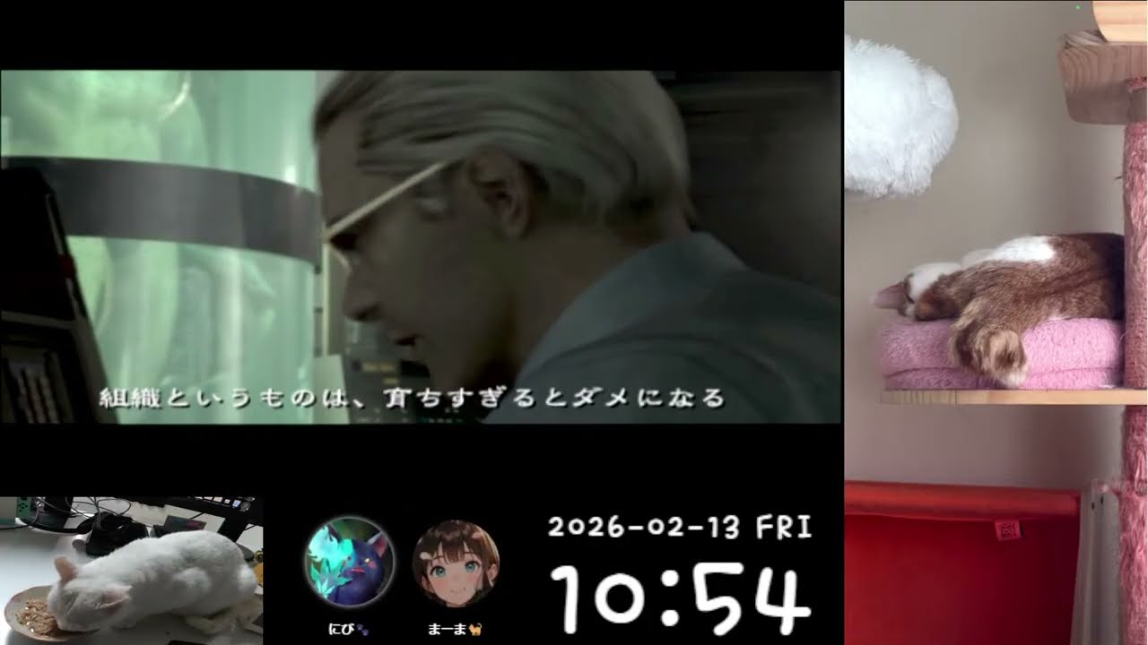 にび猫Live🐾/アウトブレイク  2026-2-13