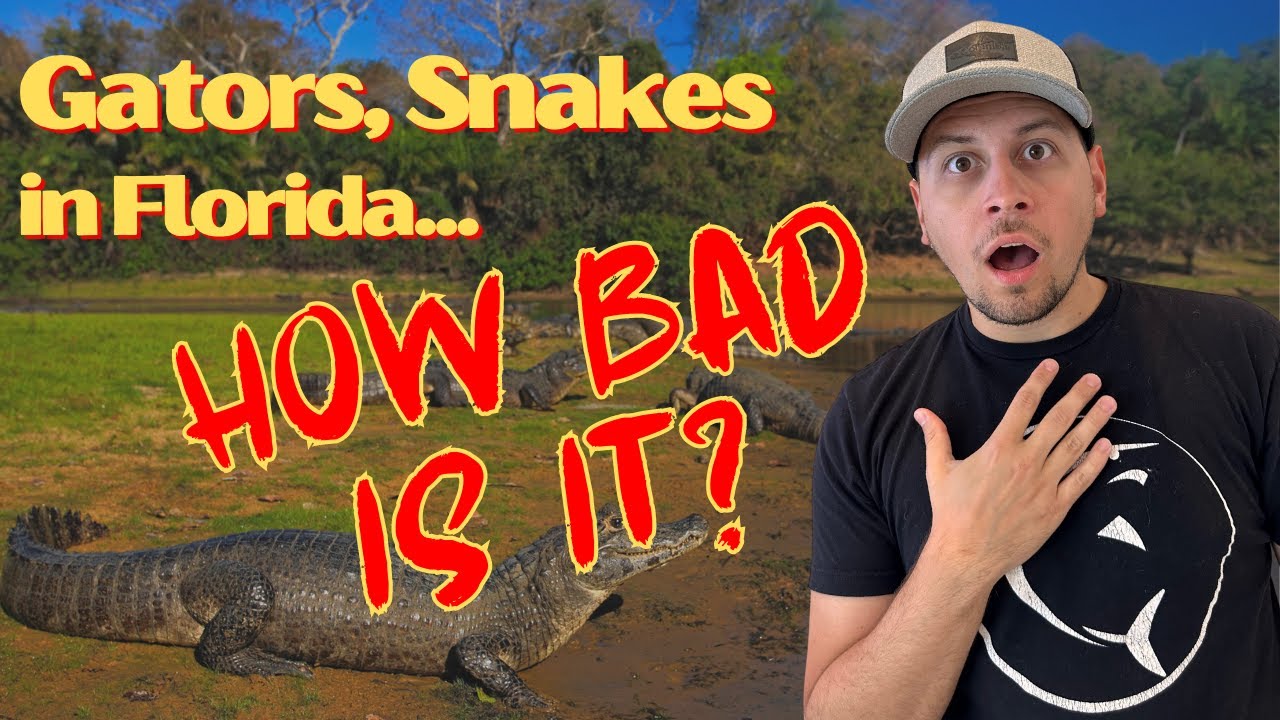 Living in Tampa: Gators, Snakes, and Bugs, How is it Day to Day??