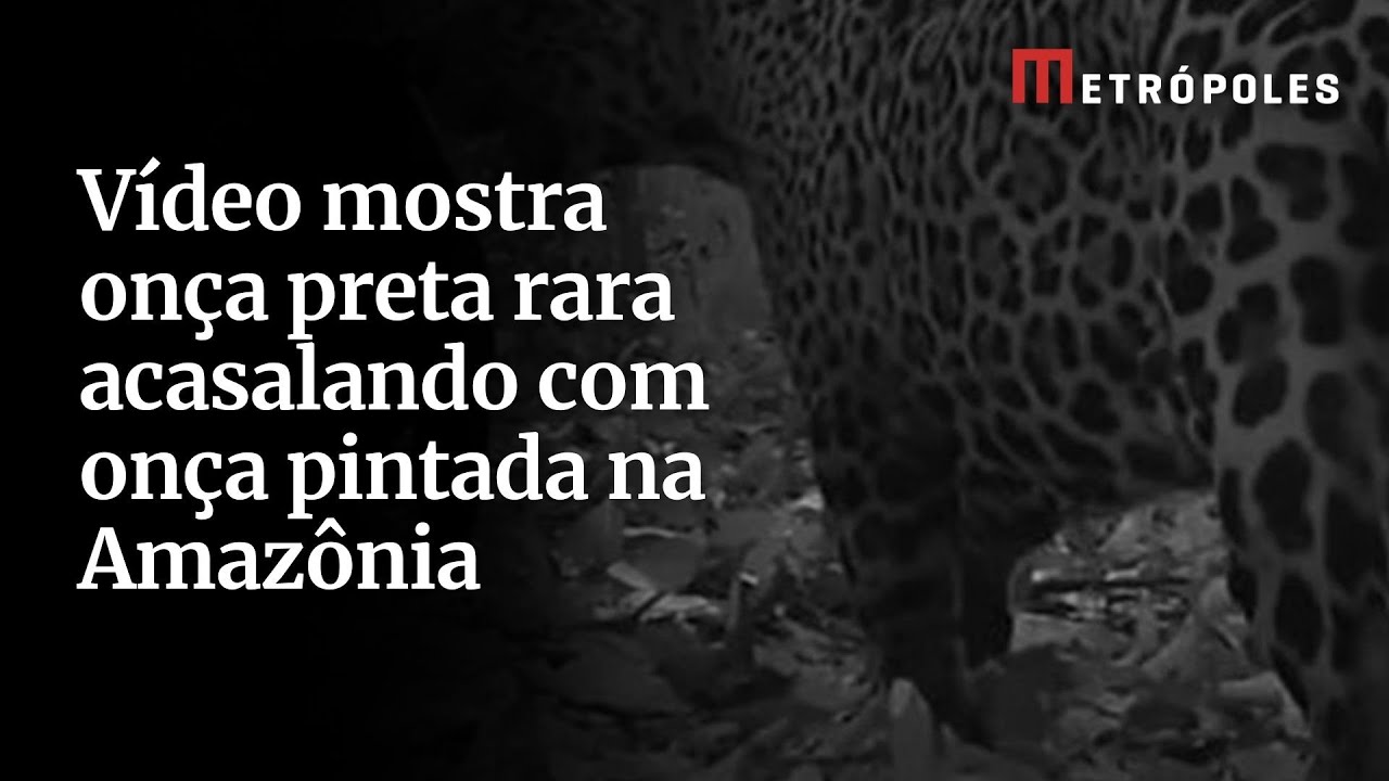 V&iacute;deo mostra on&ccedil;a preta rara acasalando com on&ccedil;a pintada na Amaz&ocirc;nia