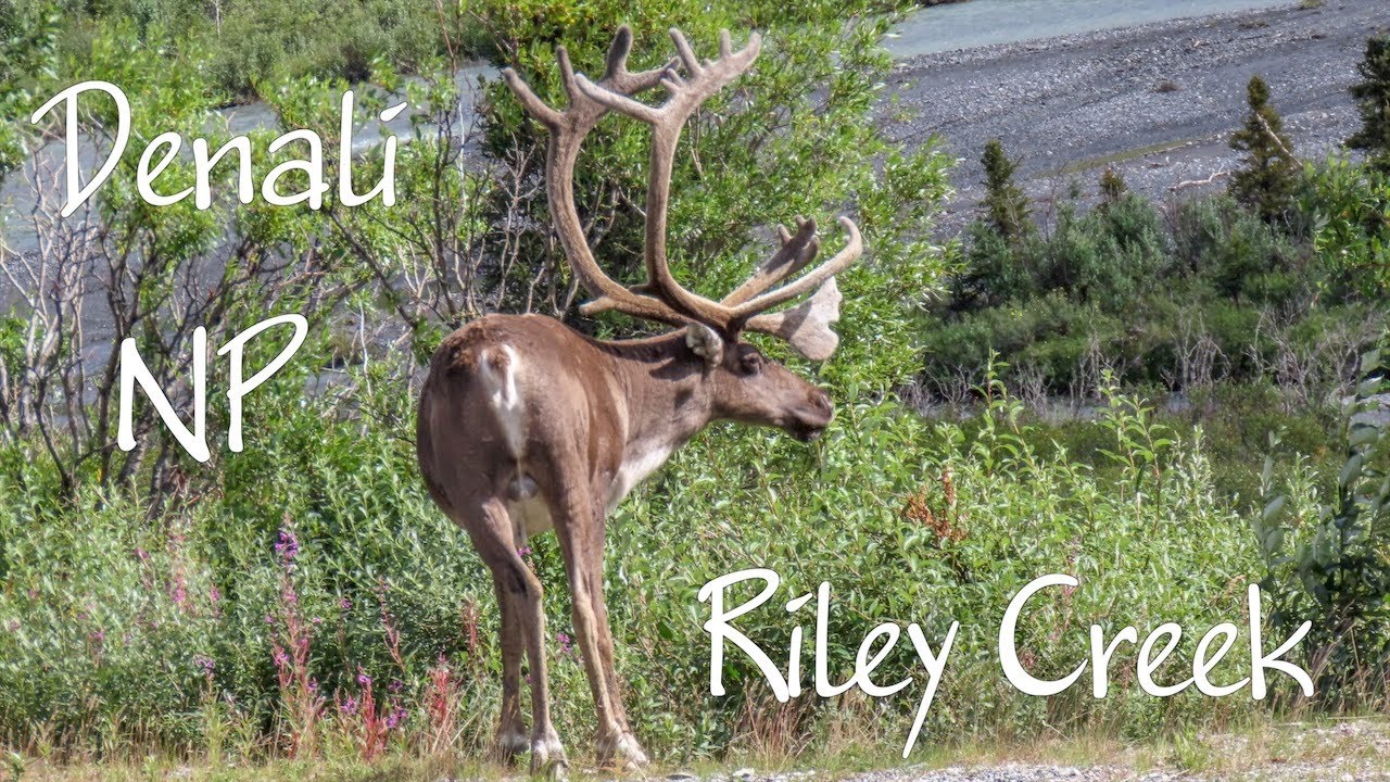 Denali National Park: Riley Creek, Alaska