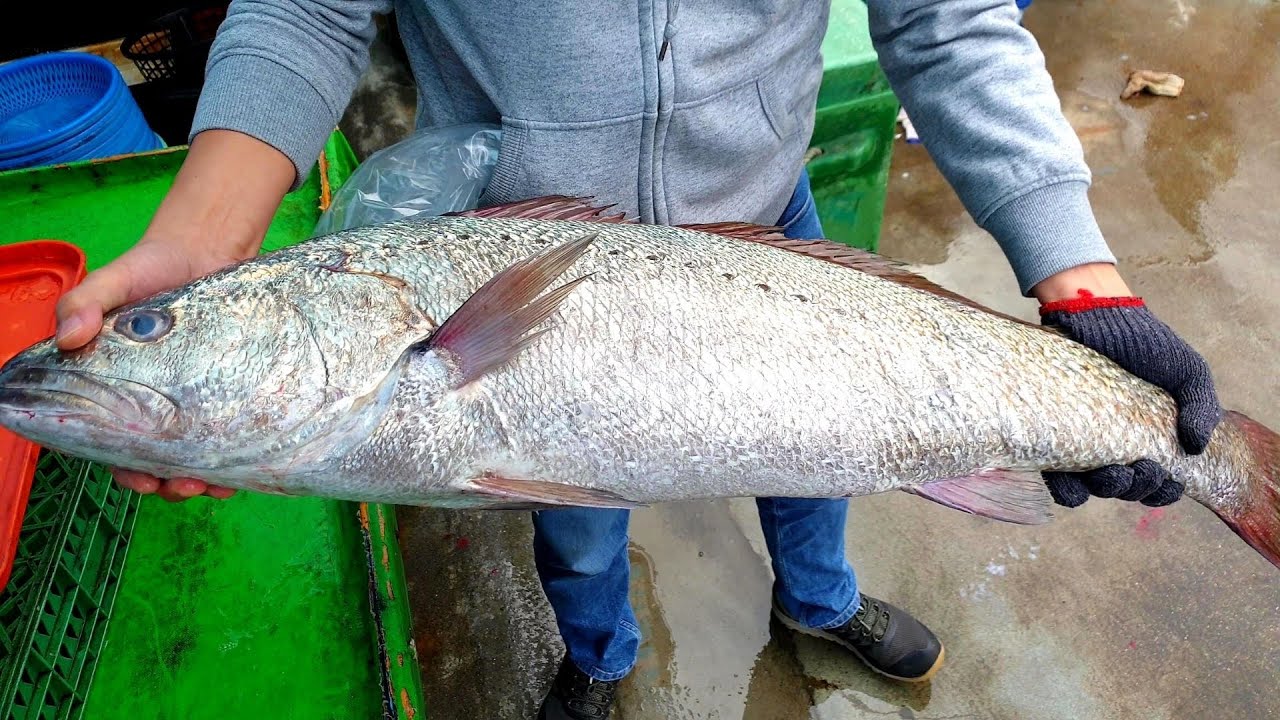 過年了要搞大事，在家分切10公斤鮸魚送親友。