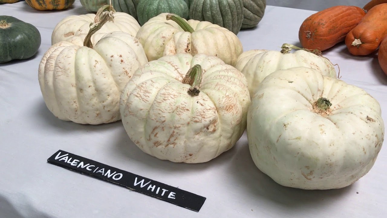 2017 National Heirloom Expo - Extended Display Hall video tour