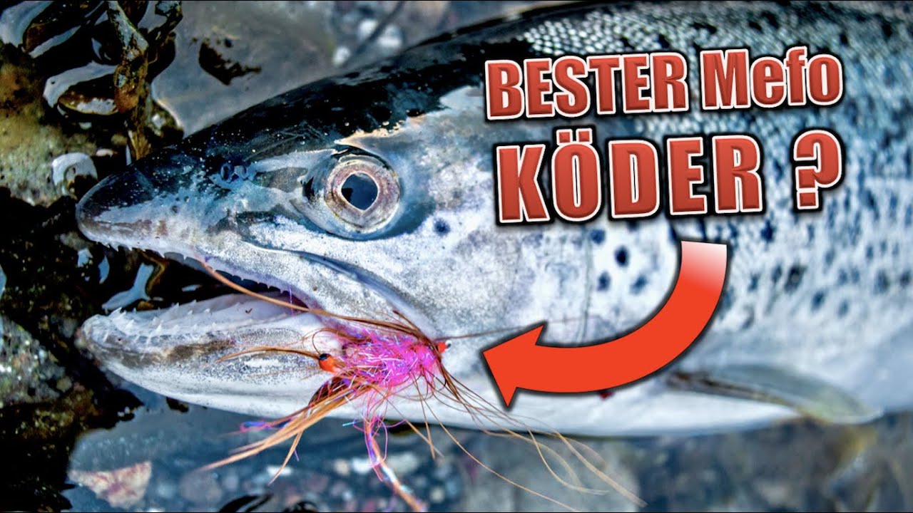 FLIEGENFISCHEN auf Meerforelle: So klappt's !