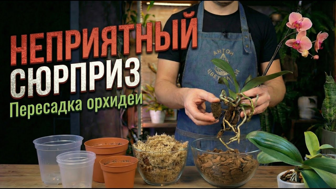 Такого мы не ожидали: неприятный сюрприз при пересадке орхидеи