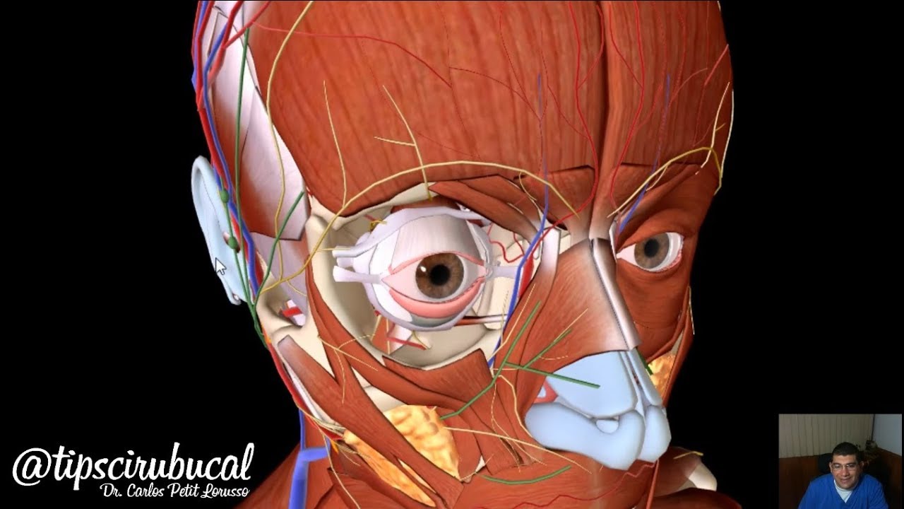 Músculos de la cara - Anatomía 3D