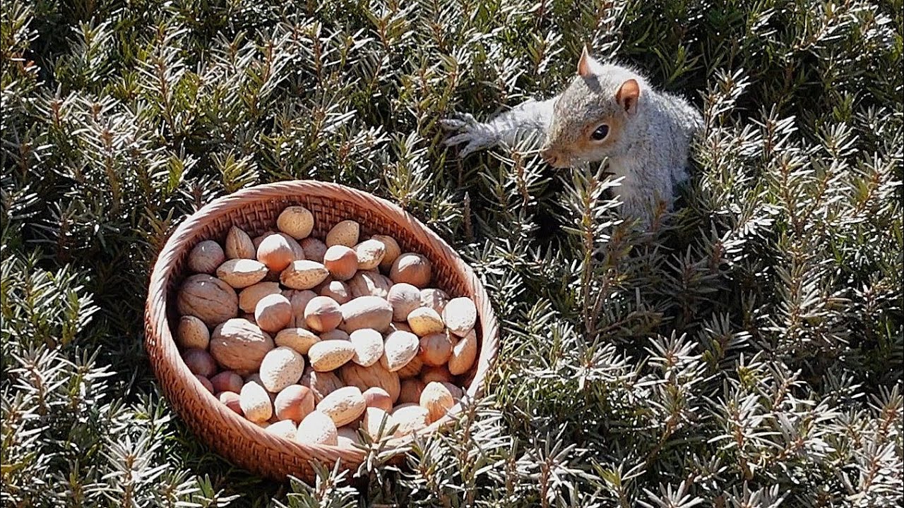Squirrels' reactions to finding a bowl of nuts in the bush