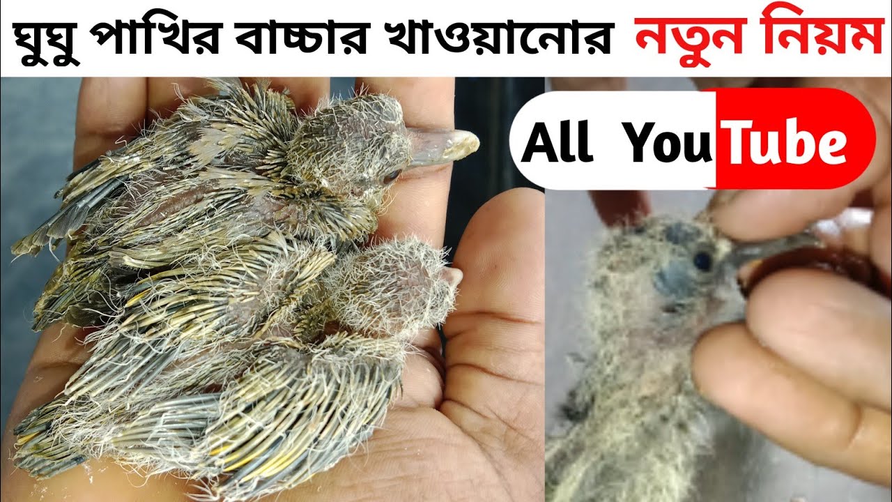 ঘুঘু পাখির বাচ্চাকে কিভাবে খাওয়াতে হয়।gugu phakir bassa kea kebabe kawate hoi..ghughu pakhir bassa.