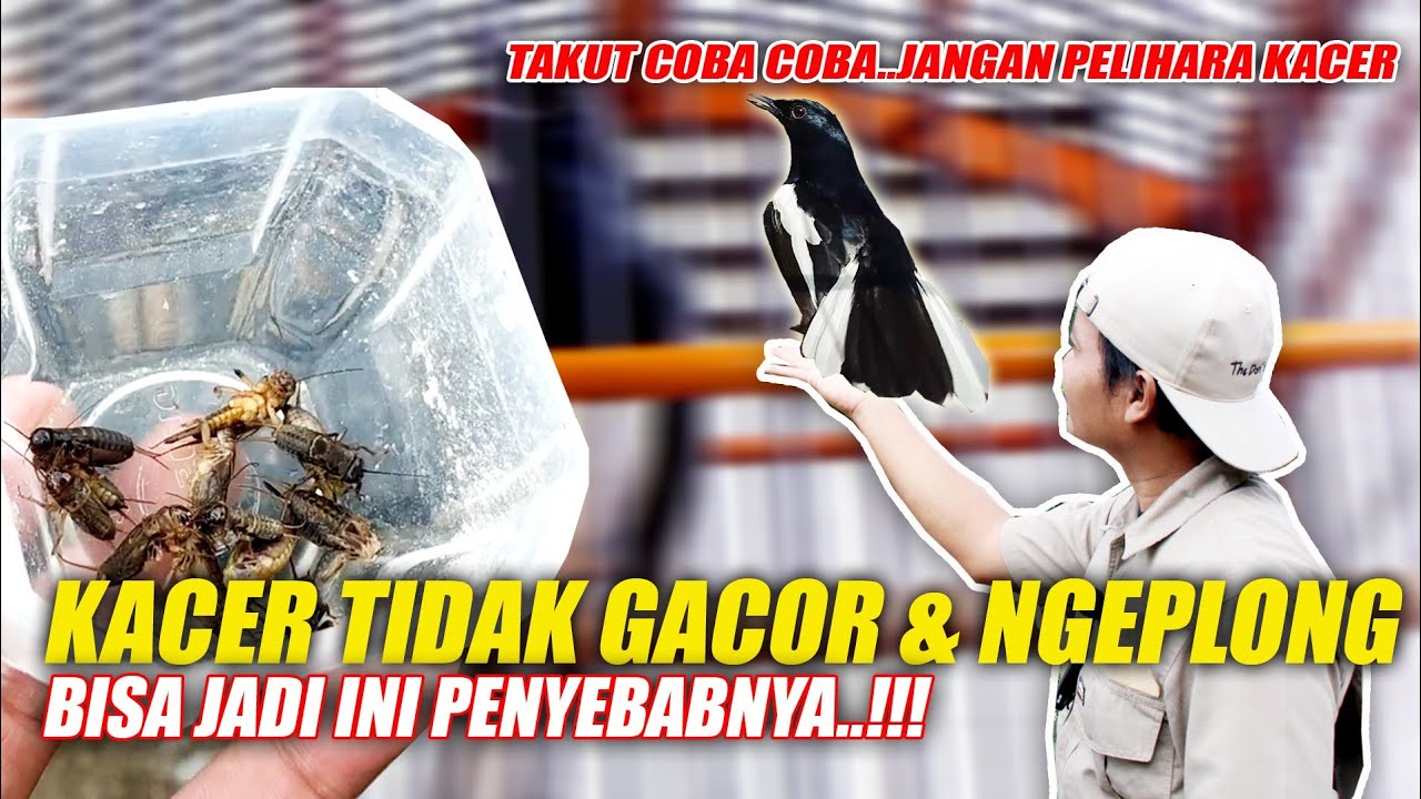 AGAR KACER TETAP GACOR DAN NGEPLONG‼️BISA JADI INI PENYEBABNYA - Mbagong Channel