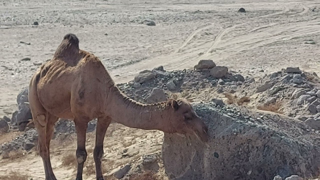 A camel scratching itself with a rock, near Ghadeer Khumm