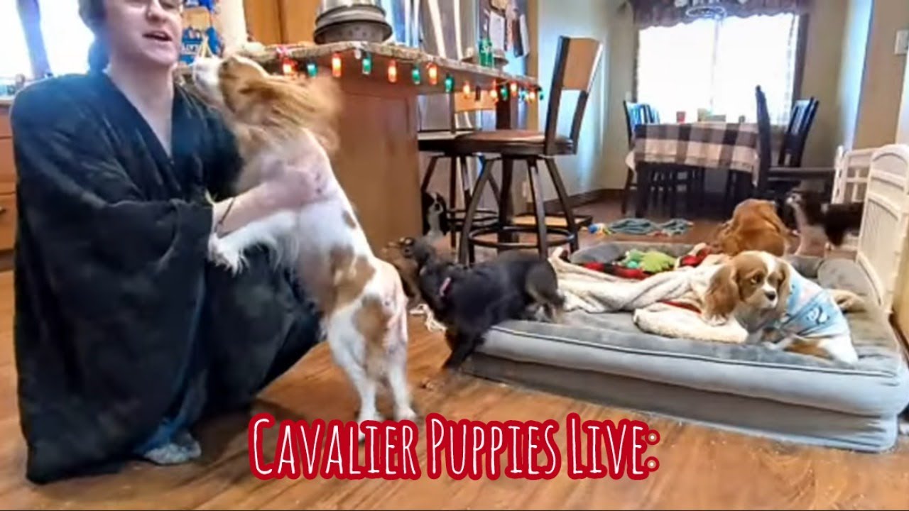 Cavalier Puppy Livestream: Our Cavalier Pack after Christmas