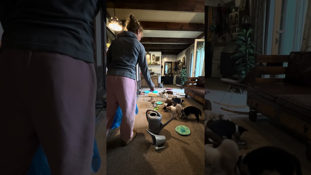 puppy socialization at the breeder -Australian Koolie - Litter „Y” Frida & Jarrah