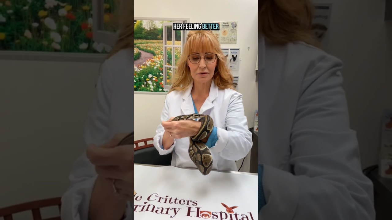 #didyouknow #snakes can get respiratory infections? 🩺🐍
