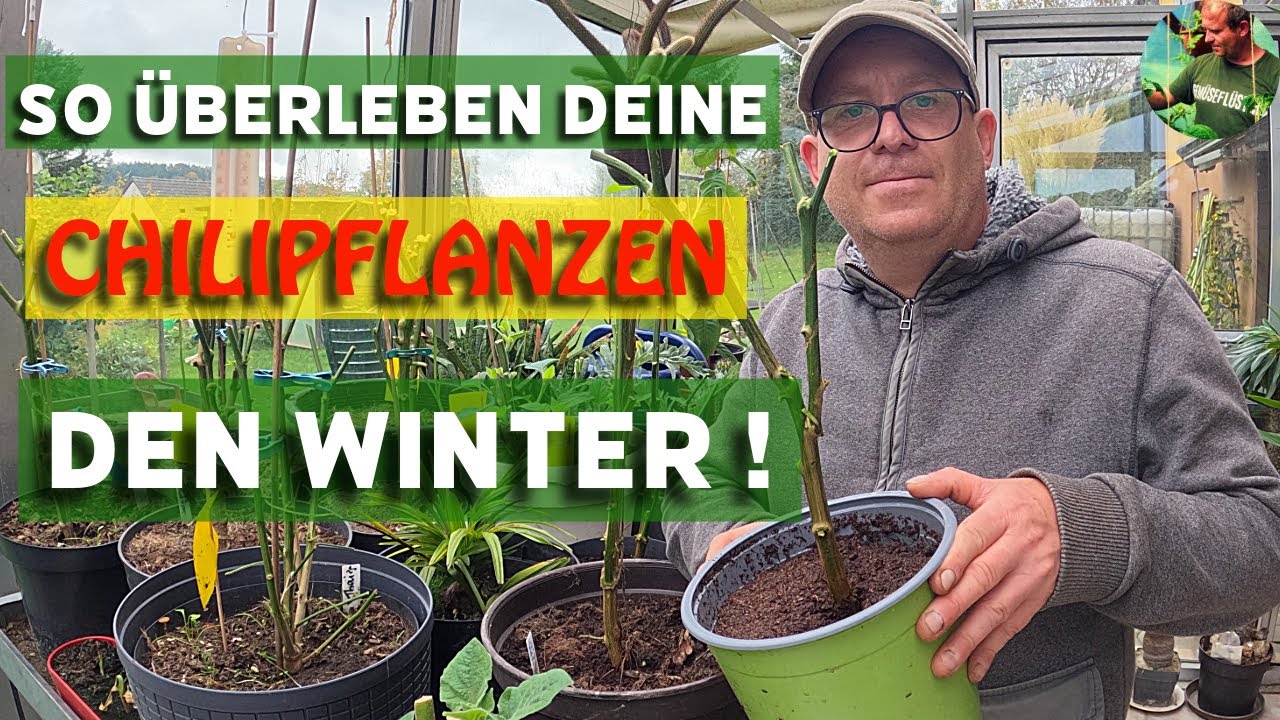 Chilis überwintern leicht gemacht – so mach ich’s jedes Jahr 🌶️