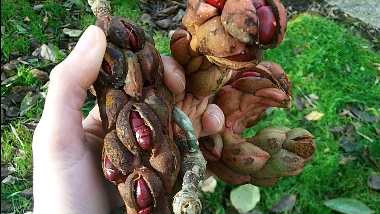 How to Harvest and prepare Magnolia seeds ready for sowing