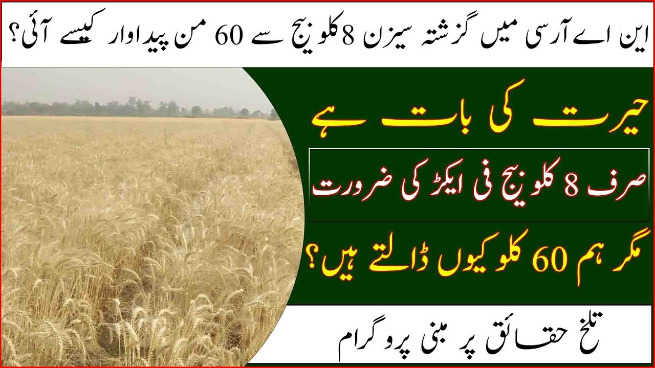 NARC wheat trial result|How much per acre wheat seed should be used|گندم کادس کلو بیج فی ایکڑ کافی