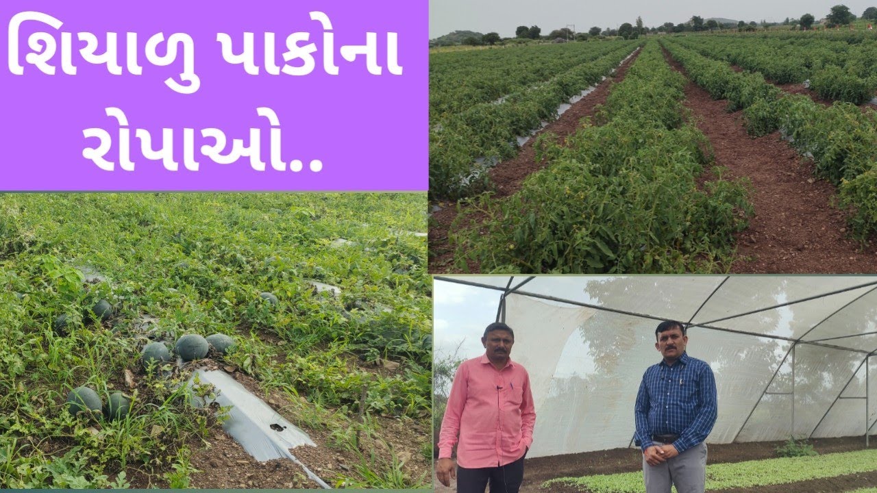 શિયાળુ પાકોનું આયોજન તમે કરો છો...?