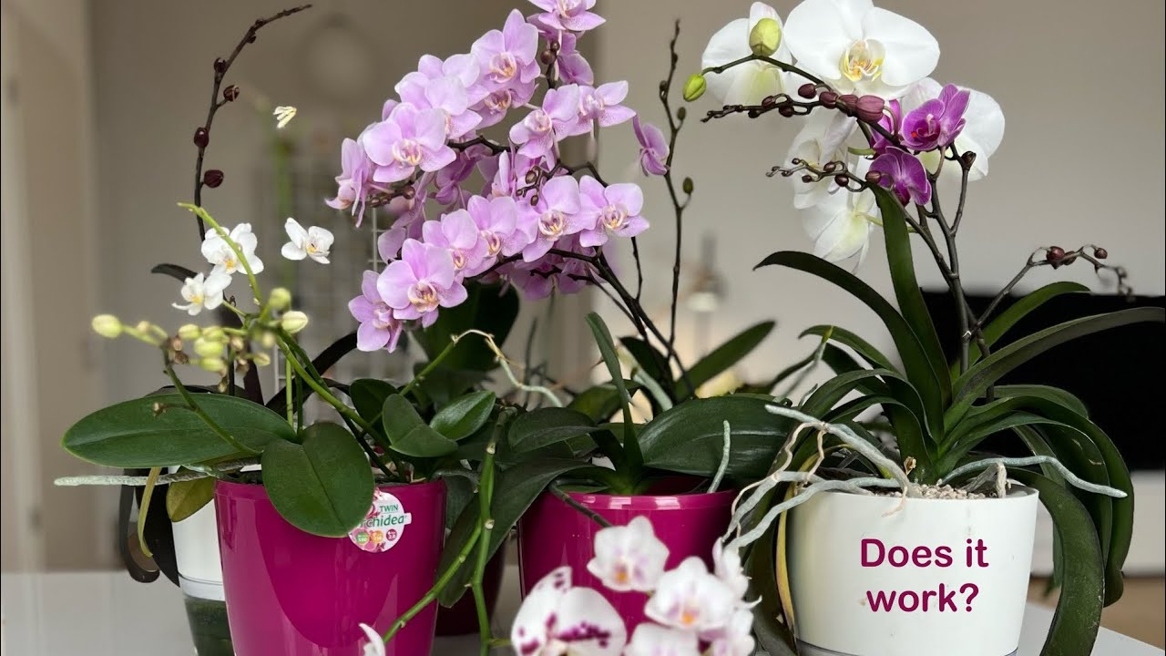 Phals in Lechuza - does it work?!?