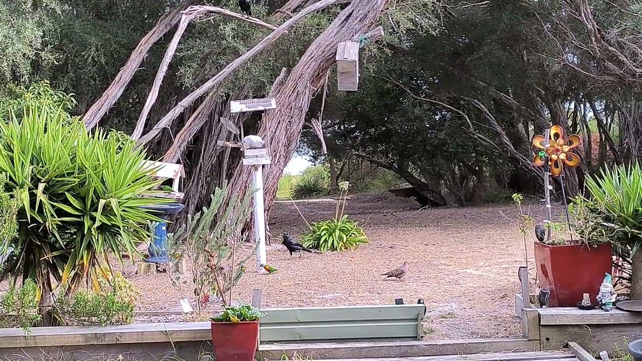 Seagull drive loch sport Victoria Australia 2