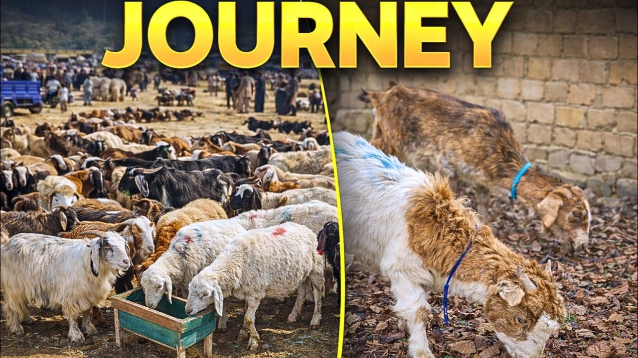 From Goat Market to My Garden | Full Journey