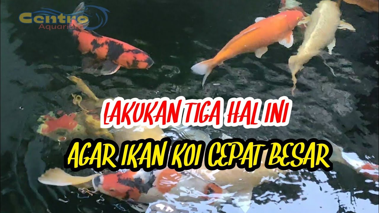 💥Lakukan tiga hal ini agar ikan koi cepat besar
