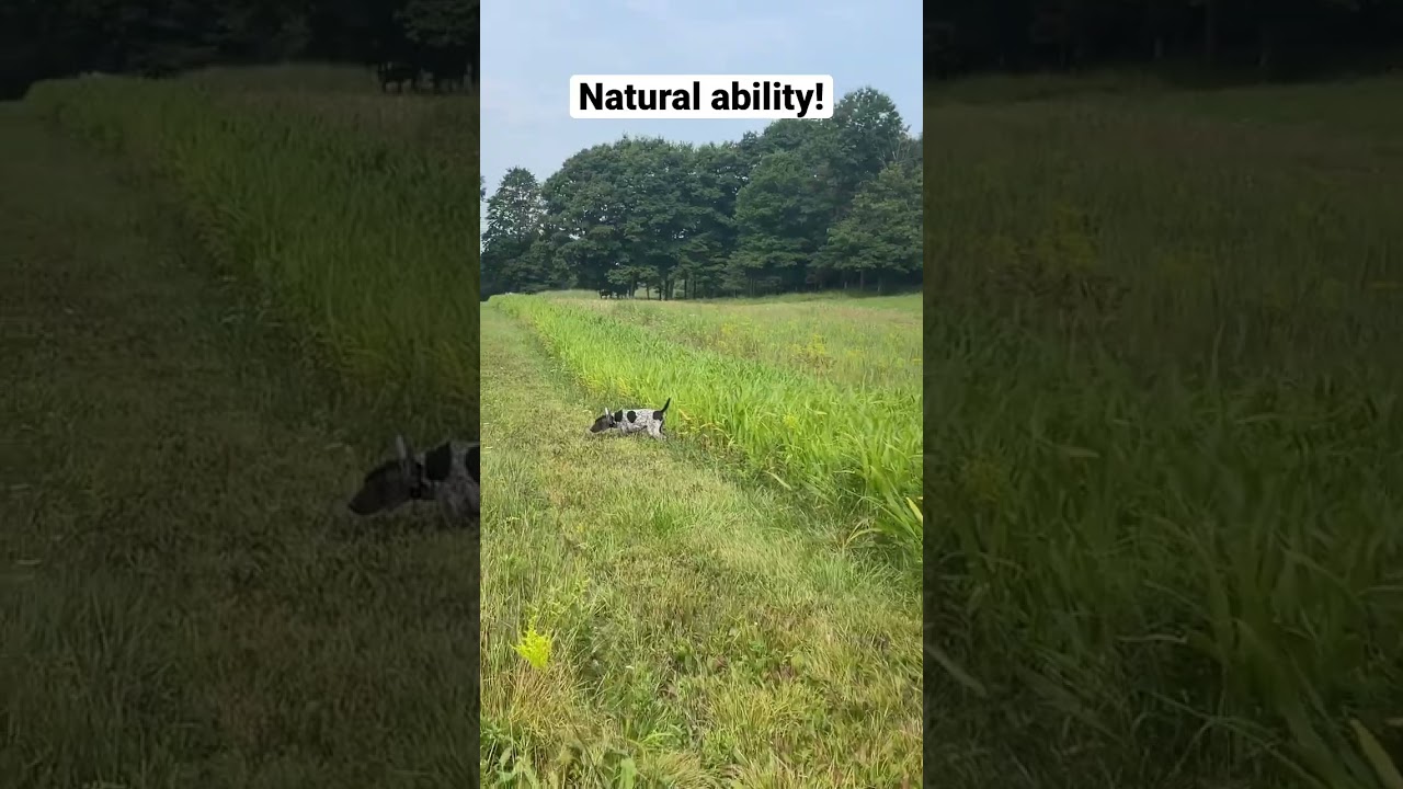 Bird Dog Upland Training #uplandhunting #pointingdog #birddog