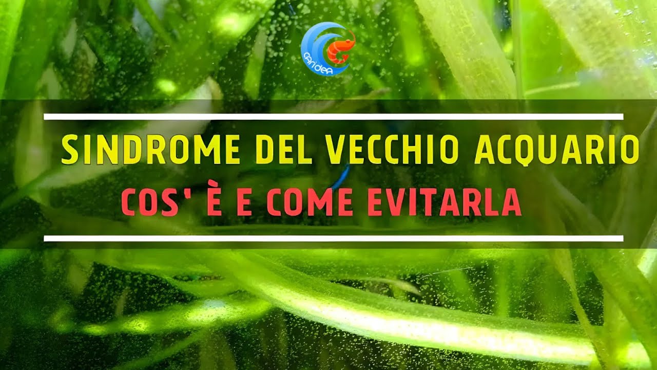 LA SINDROME DA ACQUARIO VECCHIO: COS'E' E COME EVITARLA