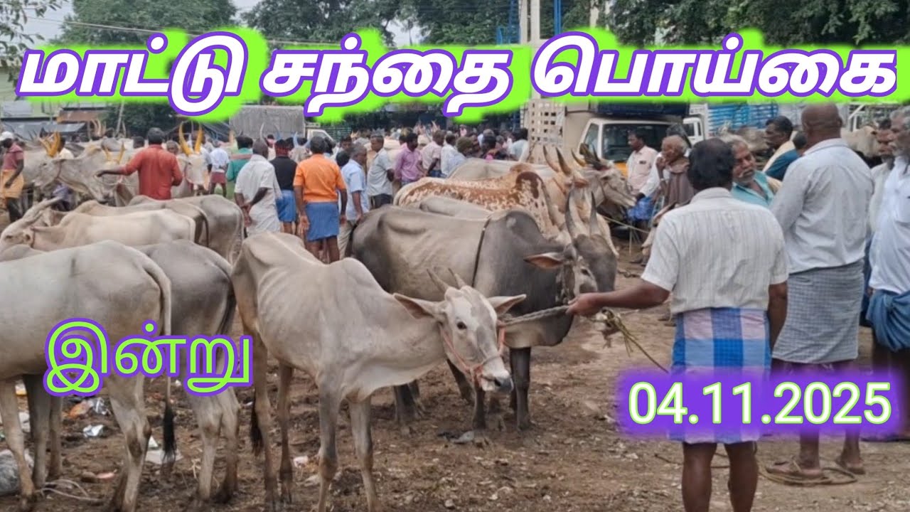 பொய்கை மாட்டு சந்தை வேலூர் 04.11.2025 நிலவரம் #poigaisandhai 