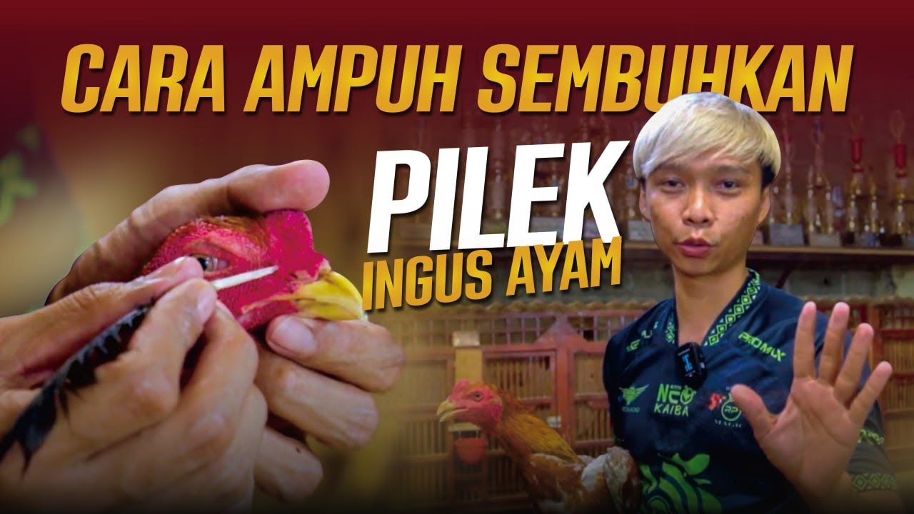 MENGOBATI AYAM FLU PILEK INGUSAN MELER BERSIN