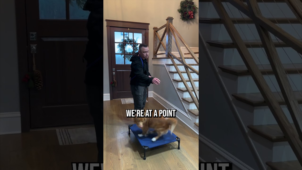 How to Teach Your Dog Place