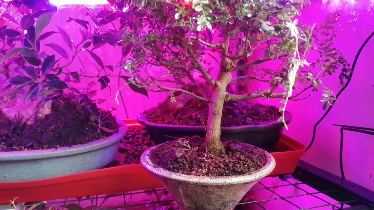 Faire passer l'hiver à vos Bonsais ficus et obtenir des racines aériennes